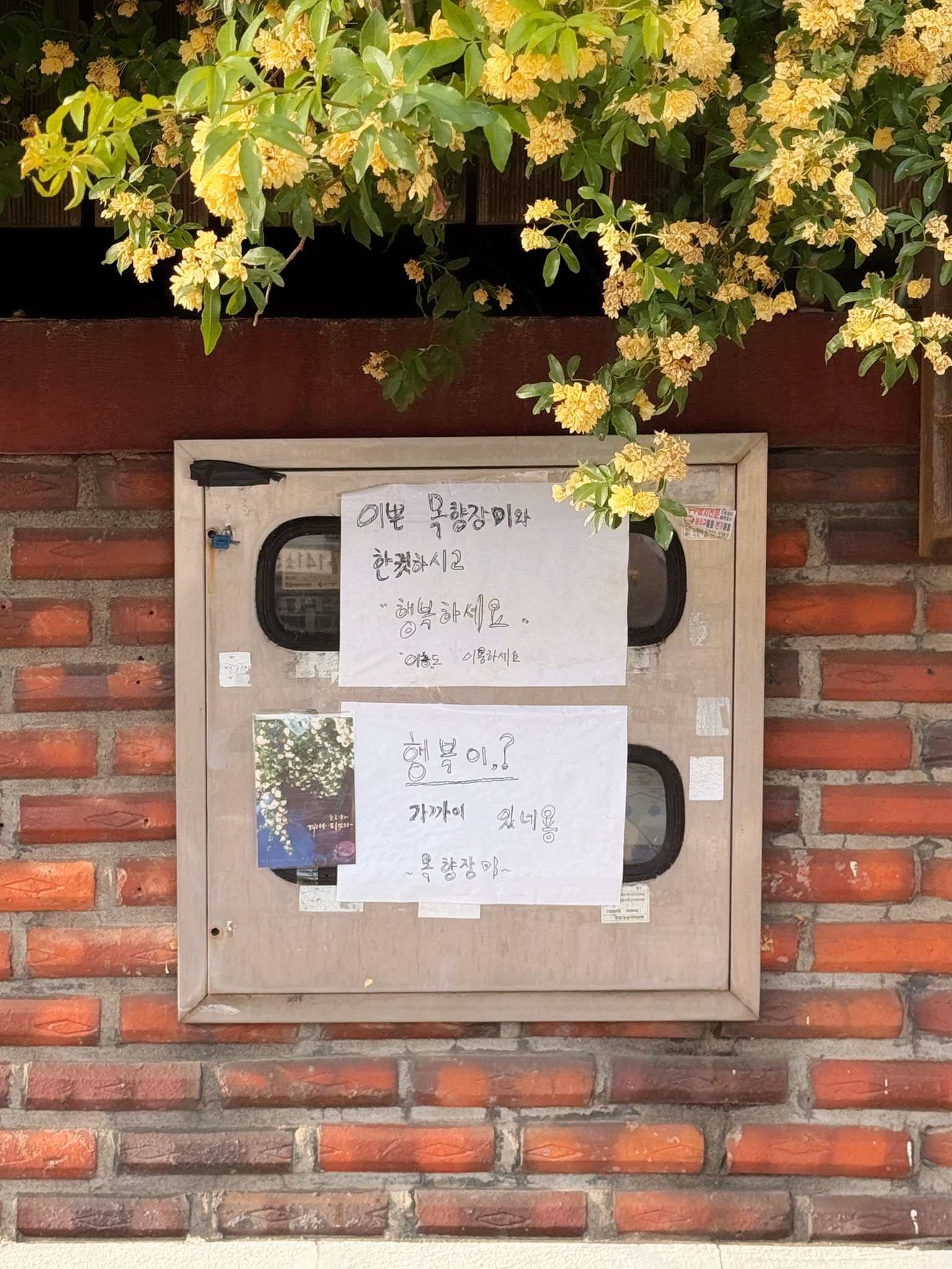 할머니집 근처에 목향장미 가득한 집이 있어 보고옴.twt | 인스티즈