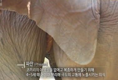 태국의 코끼리 전통의식 파잔 | 인스티즈