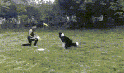 보더콜리 함부러 키우면 안되는 이유.jpgif | 인스티즈