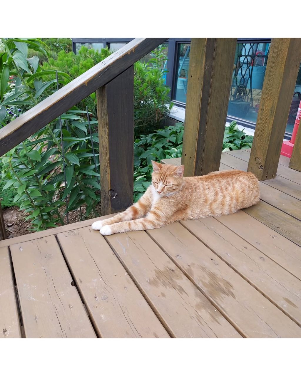 좀비딸에 나오는 고양이 | 인스티즈