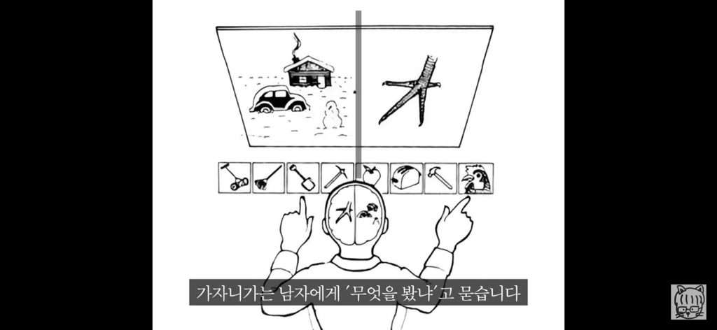 (스압)분리 뇌 실험 | 인스티즈