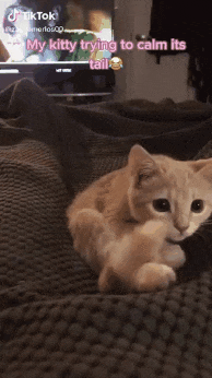 고양이 vs 꼬리 | 인스티즈