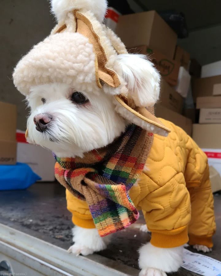 크리스마스 이브에도 열일 중인 택배견 경태.jpg | 인스티즈