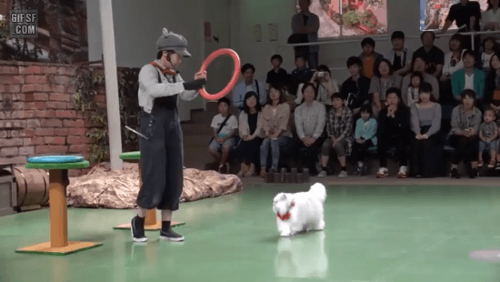 킹냥이 점프력 클라스 ㄷㄷㄷ | 인스티즈