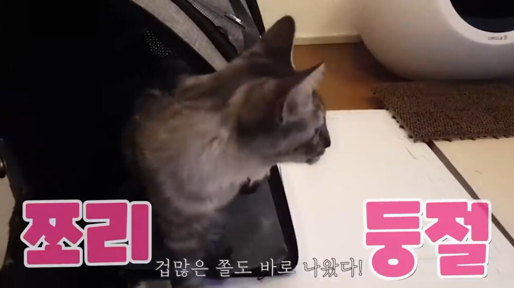 [스압주의] 일본인 캣맘 유튜버 2편 - 3천만원짜리 고양이 집 지음 | 인스티즈