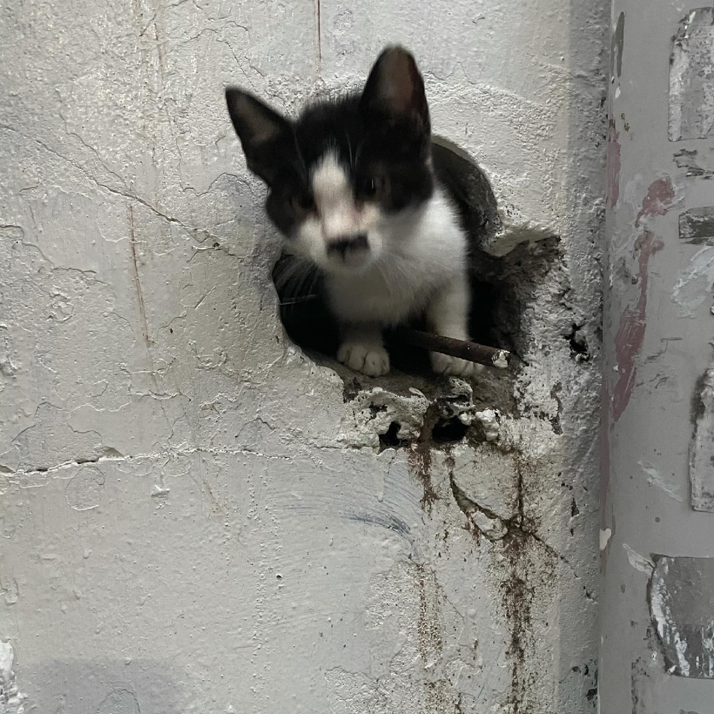 길냥이 길댕이 맘에들면 주워가라길래 주워옴 | 인스티즈