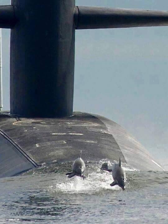 돌고래 괴롭히면 안되는 이유 | 인스티즈
