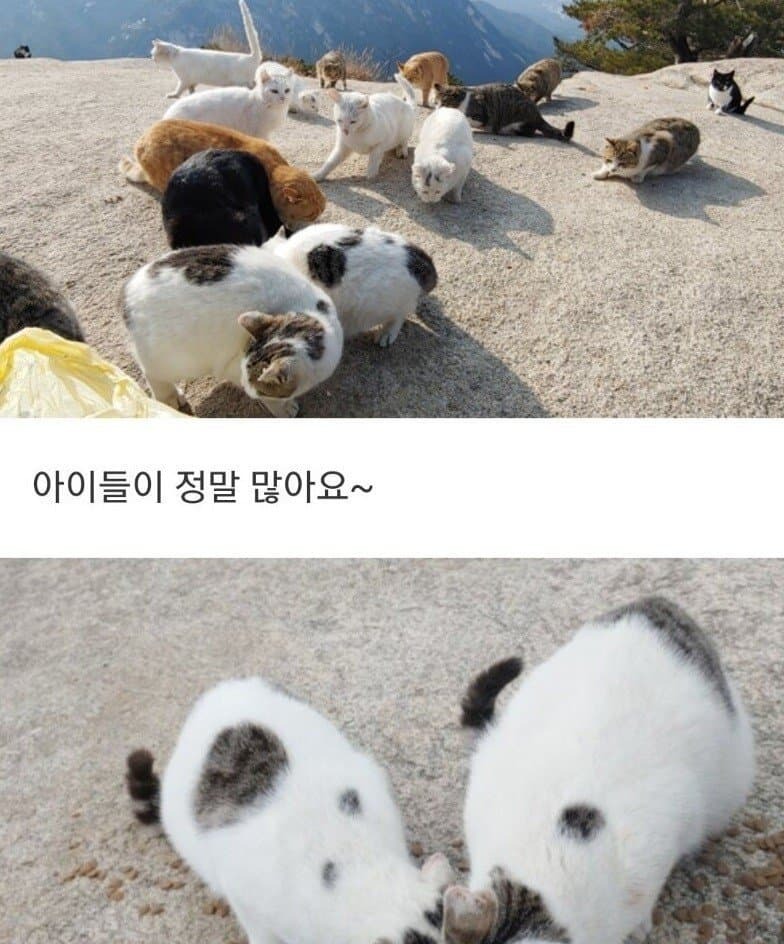 북한산 고양이사료 1톤 | 인스티즈