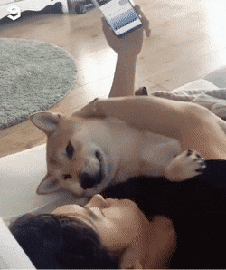 얼굴로 욕하는 댕댕이 | 인스티즈