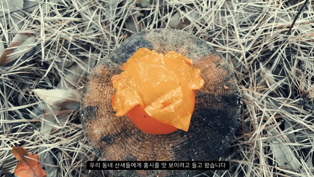 [힐링] 감나무 없는 산에 홍시를 가져다 놓으면 누가 먹을까? | 인스티즈