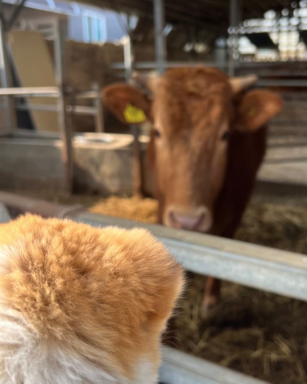 할머니집 시골개 산책시켜줌 | 인스티즈