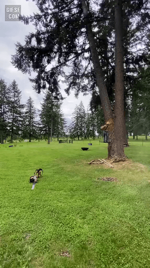 미국식 거목 자르는법 | 인스티즈