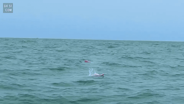 핑크돌고래 | 인스티즈