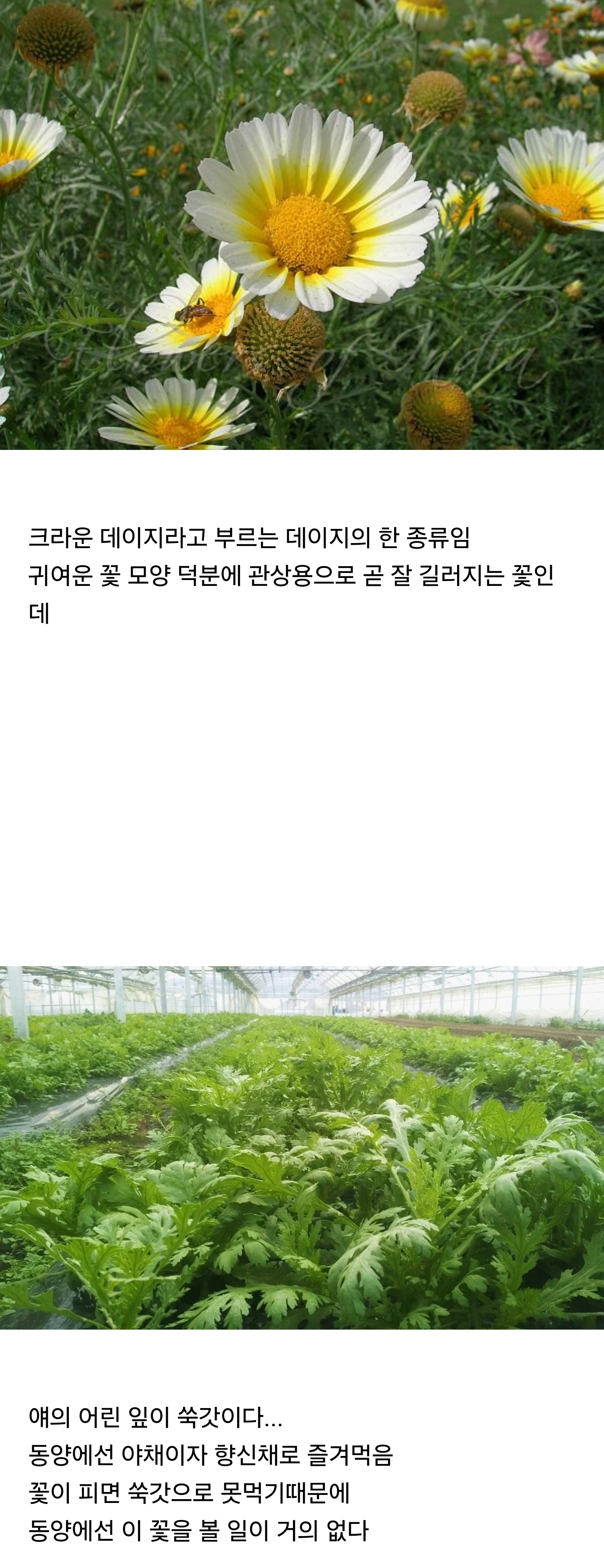 동양과 서양에서의 취급이 완벽하게 다른 꽃.jpg | 인스티즈