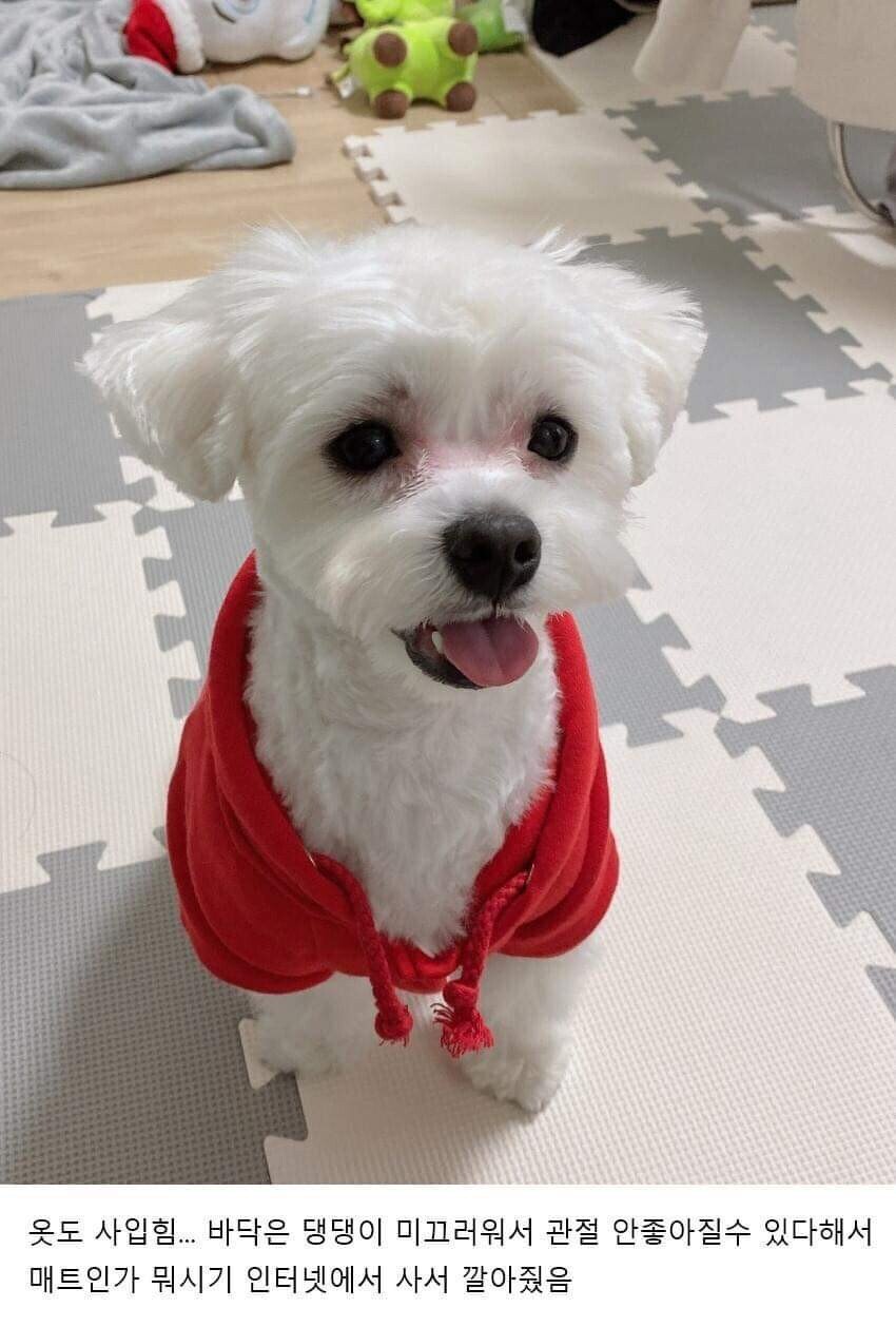 이사왔는데 전 주인이 강아지 버리고 감;;; | 인스티즈