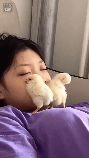 귀여운 병아리들.gif | 인스티즈