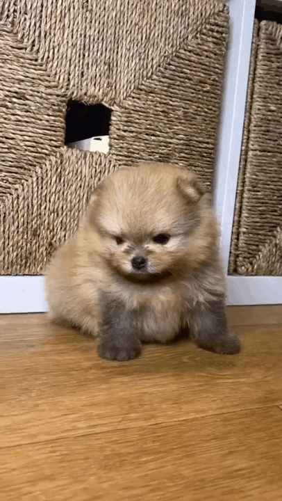 알감자 같은 아기 댕댕이.gif | 인스티즈