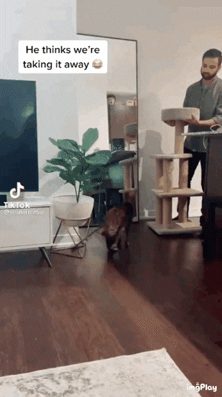 캣타워 버리는 줄 알고 다급해진 고양이 .gif | 인스티즈