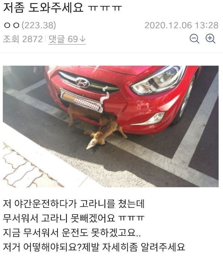 약혐주의) 밤에 고라니 쳤는데 차에 꼈어요 도와주세요 ㅠㅠ | 인스티즈