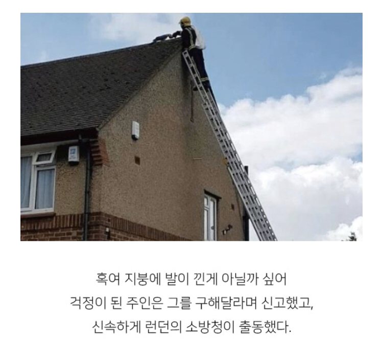 지붕 위에 올라간 앵무새를 구하러 간 소방관이 들은 말 | 인스티즈