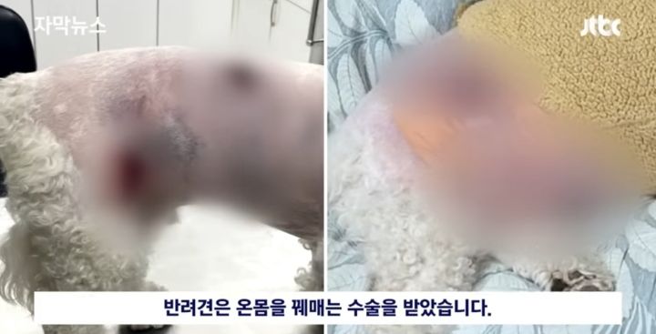 우리 개는 사람은 안물어 | 인스티즈