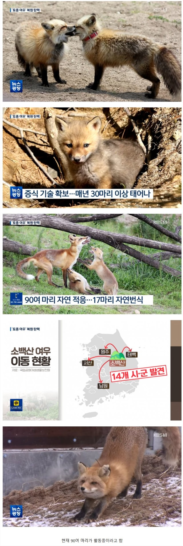 우리나라 토종 여우 근황.jpg | 인스티즈