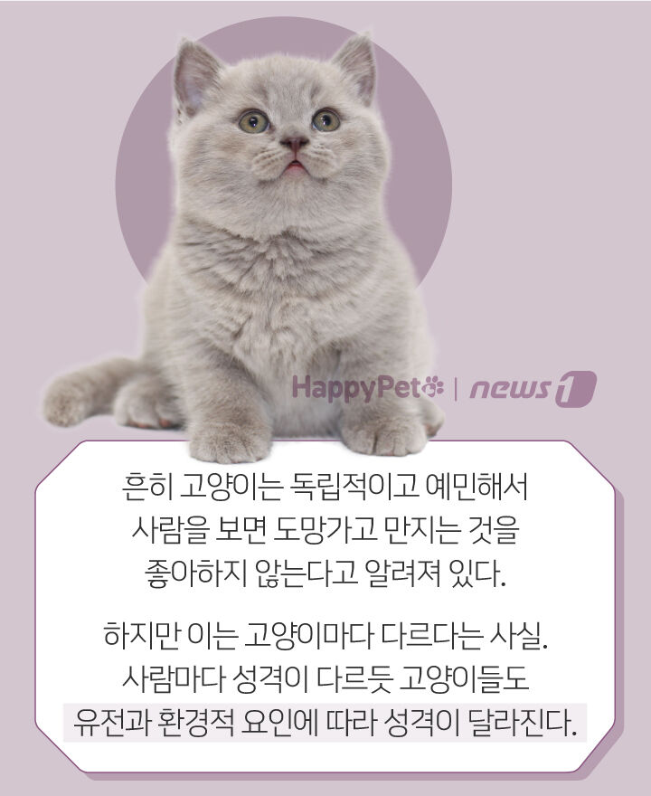 사람 따라다니며 얼굴 비비는 고양이, 왜 그러는 거죠? | 인스티즈