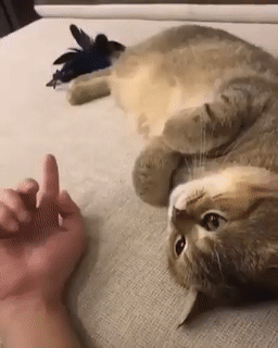 집사가 손 펴니까 따라하는 고양이.gif | 인스티즈