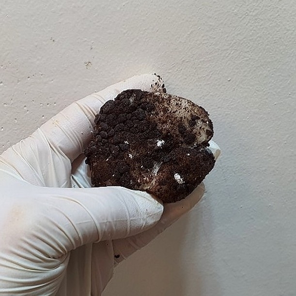 빵 만큼 다양해지고 있다는 k-떡.......jpg | 인스티즈