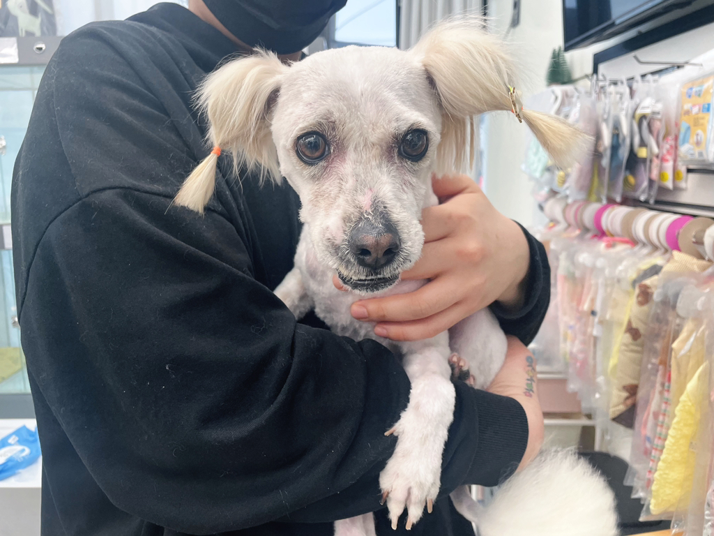 길냥이 길댕이 맘에들면 주워가라길래 주워옴 | 인스티즈