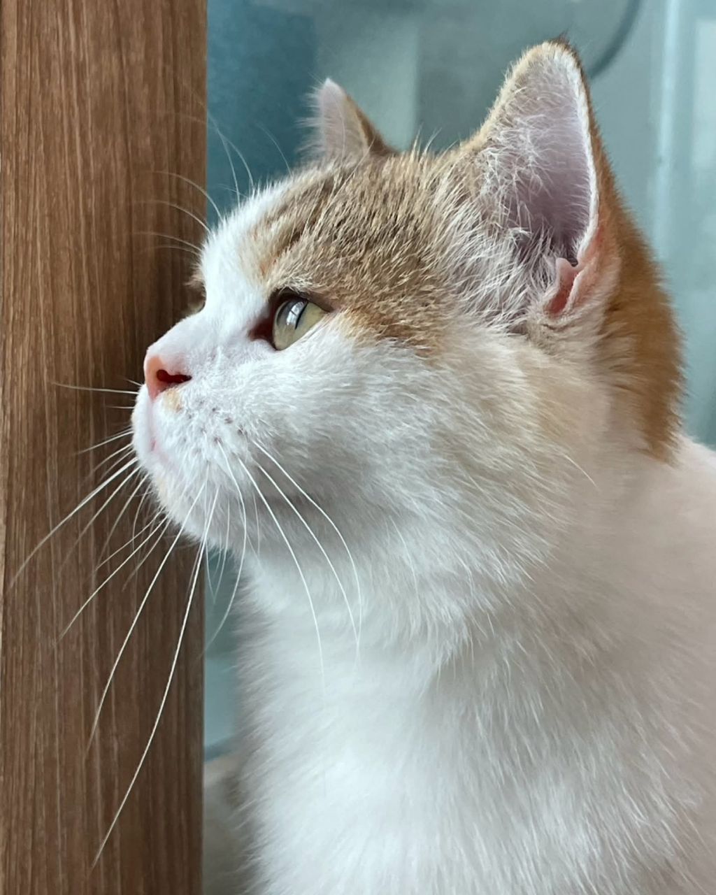 보호소냥이가 집냥이가 된 과정 | 인스티즈