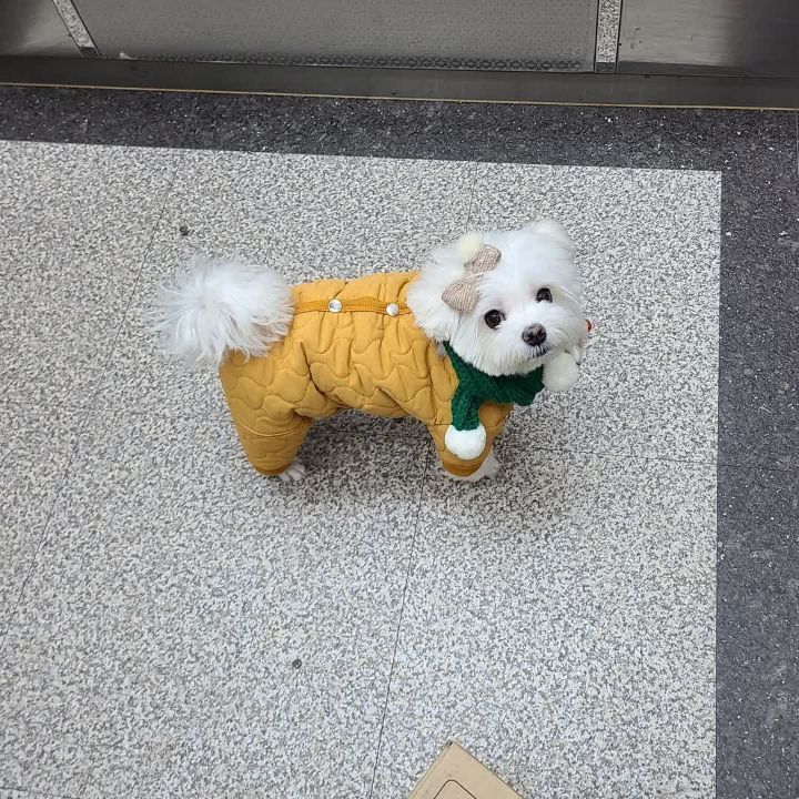 크리스마스 이브에도 열일 중인 택배견 경태.jpg | 인스티즈