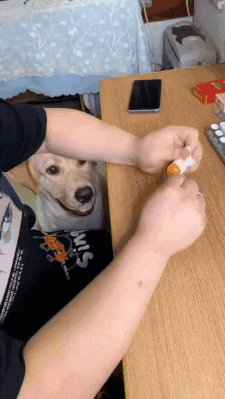 정말 맛보게 해줄지는 몰랐던 댕댕이.gif | 인스티즈