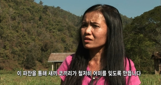 태국의 코끼리 전통의식 파잔 | 인스티즈