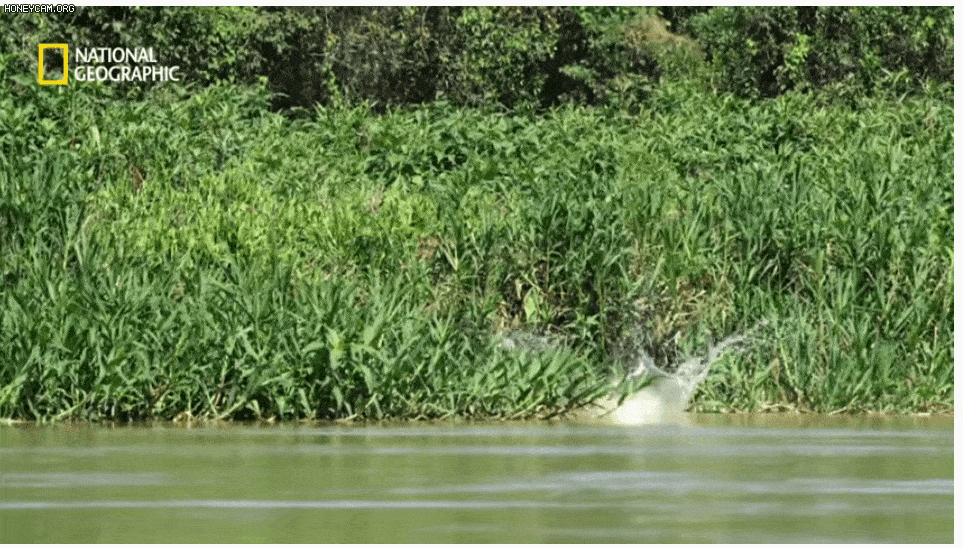 야생 카피바라가 천적인 재규어를 피하는 방법 | 인스티즈