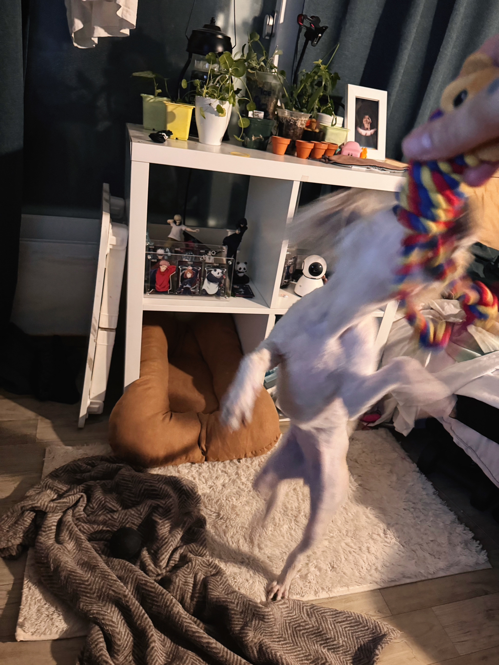 길냥이 길댕이 맘에들면 주워가라길래 주워옴 | 인스티즈