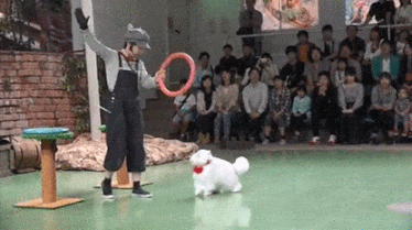 점프력이 엄청난 고양이 | 인스티즈