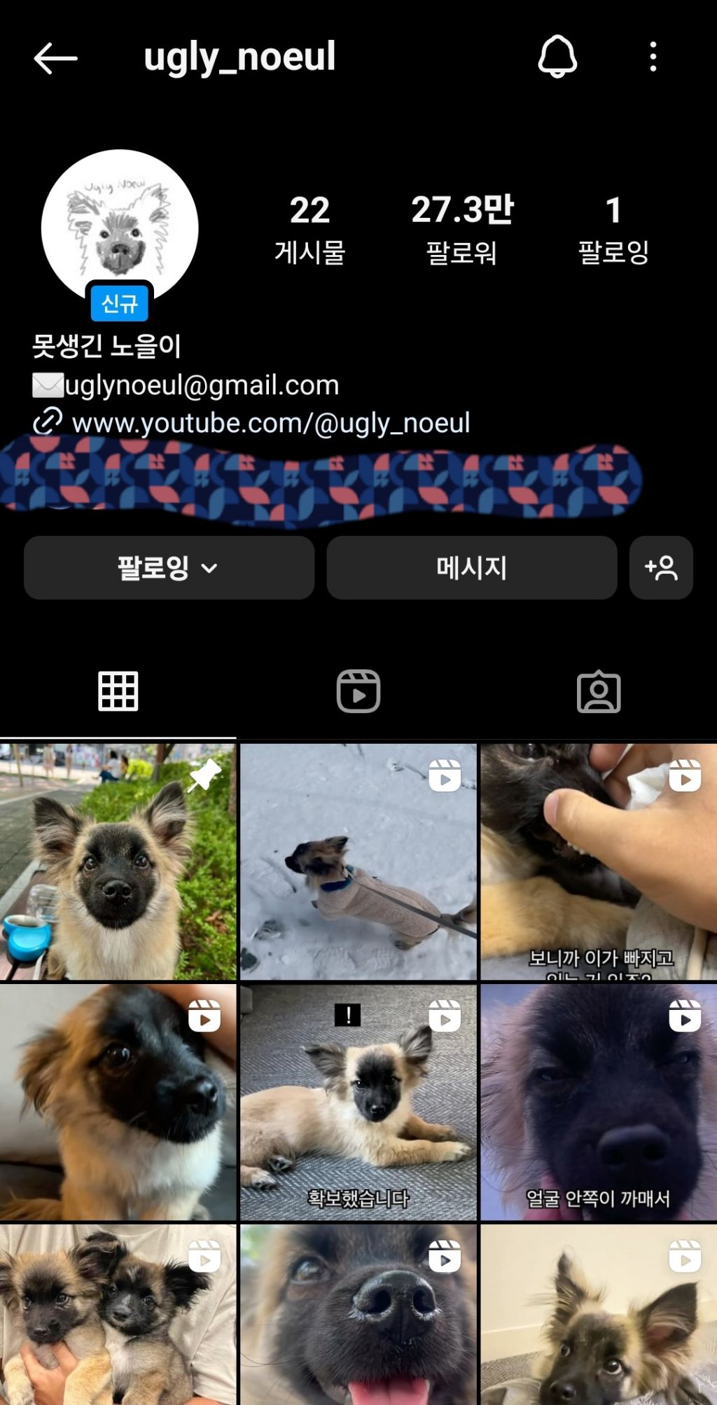 단 며칠만에 인스타 27만 팔로워 찍은 강아지 못생긴 노을이 | 인스티즈