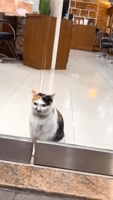 왜 이러는지 모르겠는 고양이 | 인스티즈