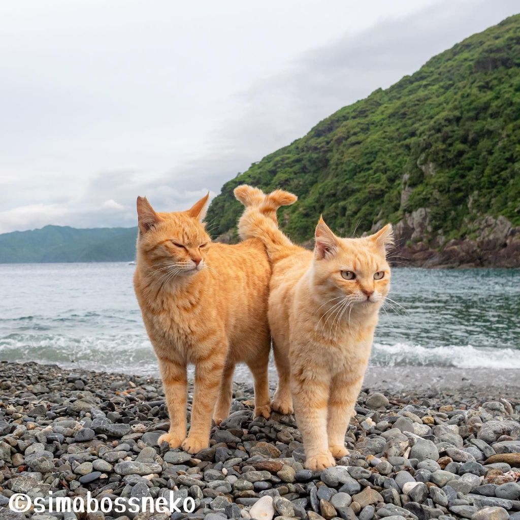 짝지어다니는 섬고양이들 | 인스티즈
