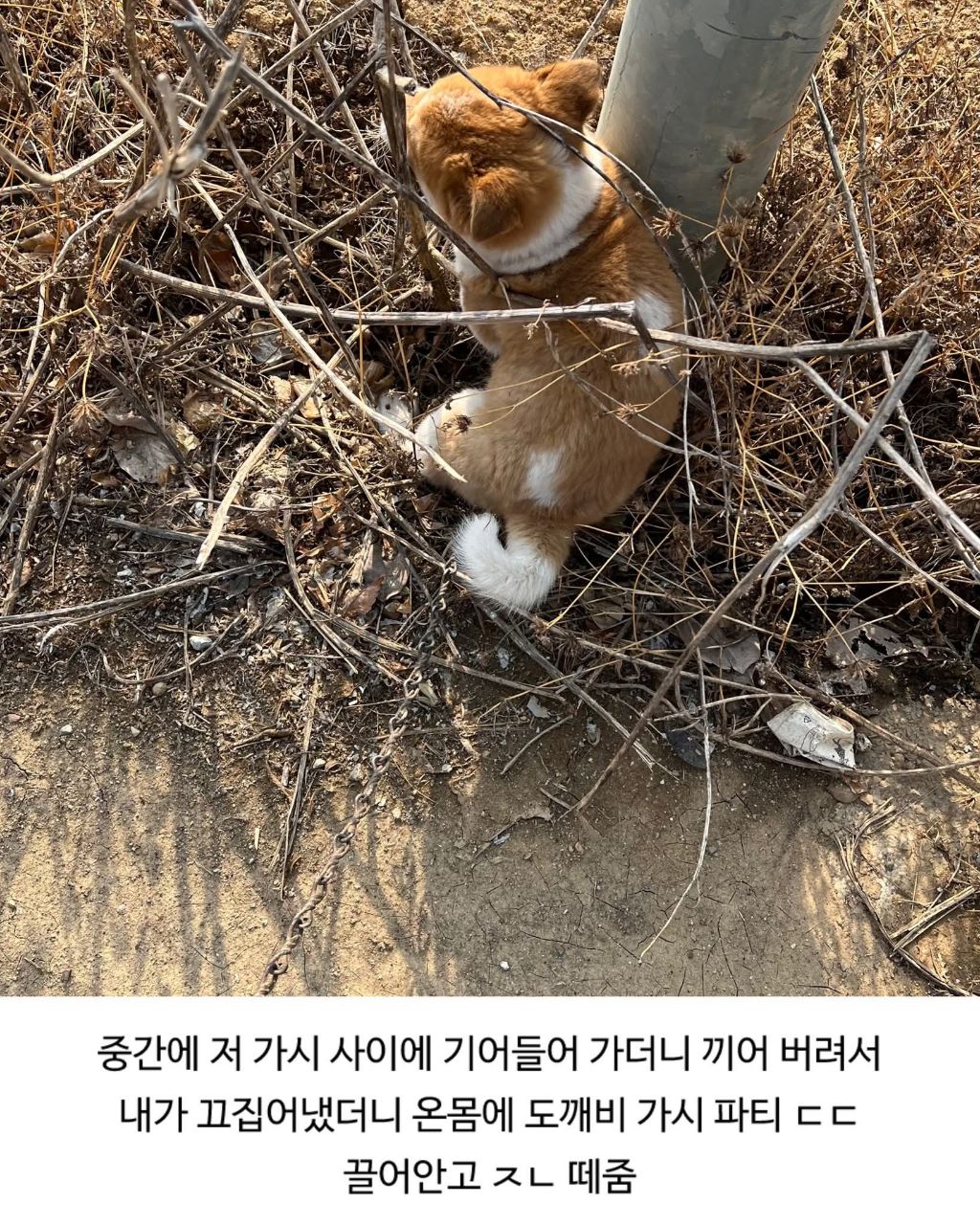 할머니집 시골개 산책시켜줌 | 인스티즈