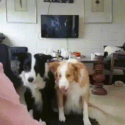 사람같은 댕댕이.gif | 인스티즈