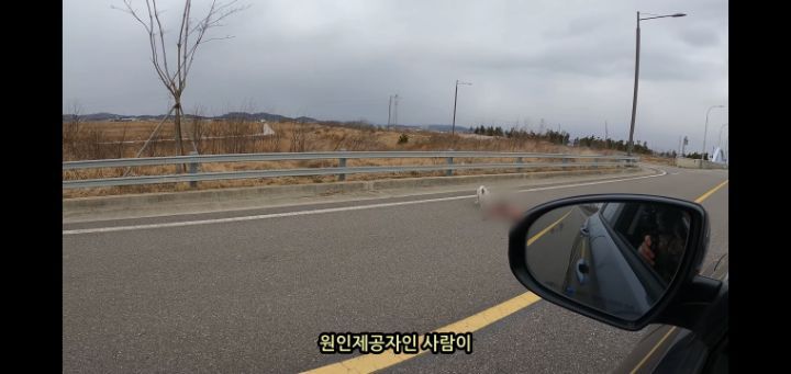 도로 위 야생동물 생태통로를 이용하는 동물들.jpg | 인스티즈