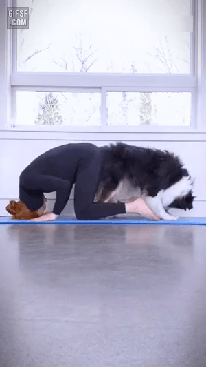 반려견과 함께하는 요가 | 인스티즈