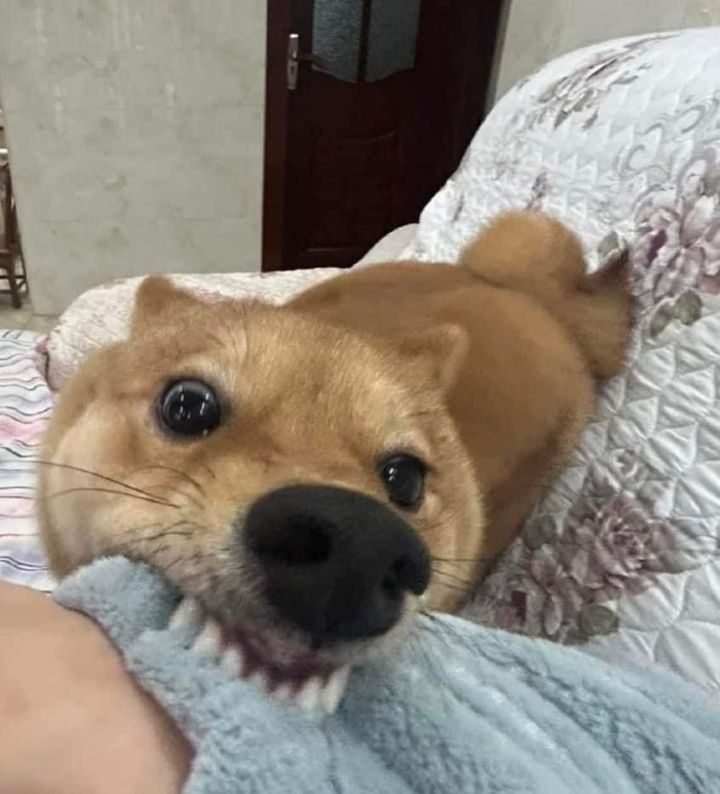 역동적인 강아지 | 인스티즈