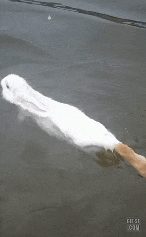 토끼 수영하는 모습 | 인스티즈