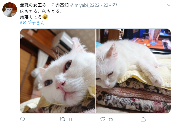 롱캣밈 냥이 근황.jpg | 인스티즈