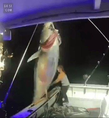 엄청난 크기에 어쩔줄 모르는 서양 .gif | 인스티즈