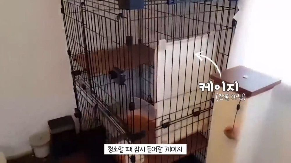 [스압주의] 일본인 캣맘 유튜버 2편 - 3천만원짜리 고양이 집 지음 | 인스티즈