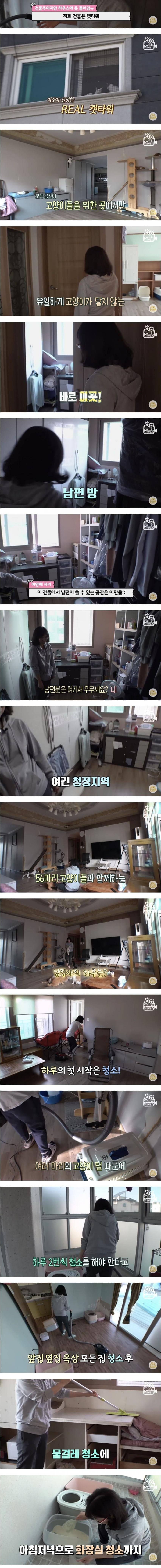 건물 전체가 고양이로 가득 찬 건물주의 삶 | 인스티즈